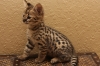 Awesome F2 Savannah Kittens Ready For Your Homes